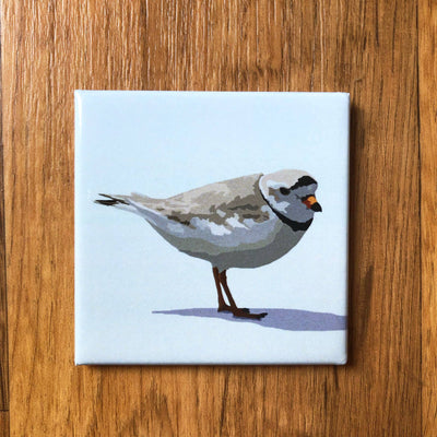 Piping Plover Acrylic Magnet by Lehoux Art