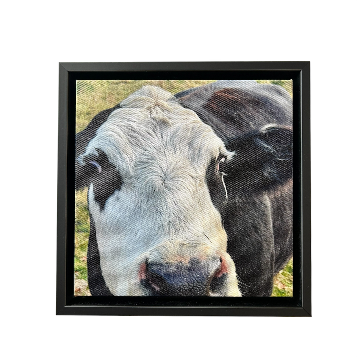 Cow Canvas Print by David Sullivan