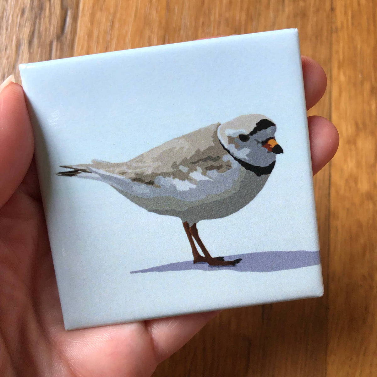 Piping Plover Acrylic Magnet by Lehoux Art