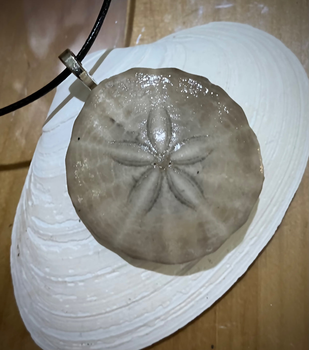 Sand dollar necklace black cord by Tonya Arnold