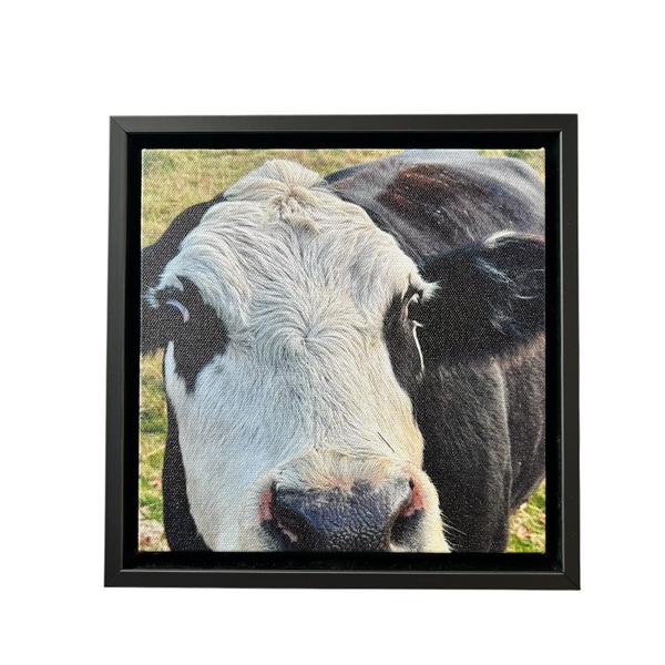 Cow Canvas Print by David Sullivan