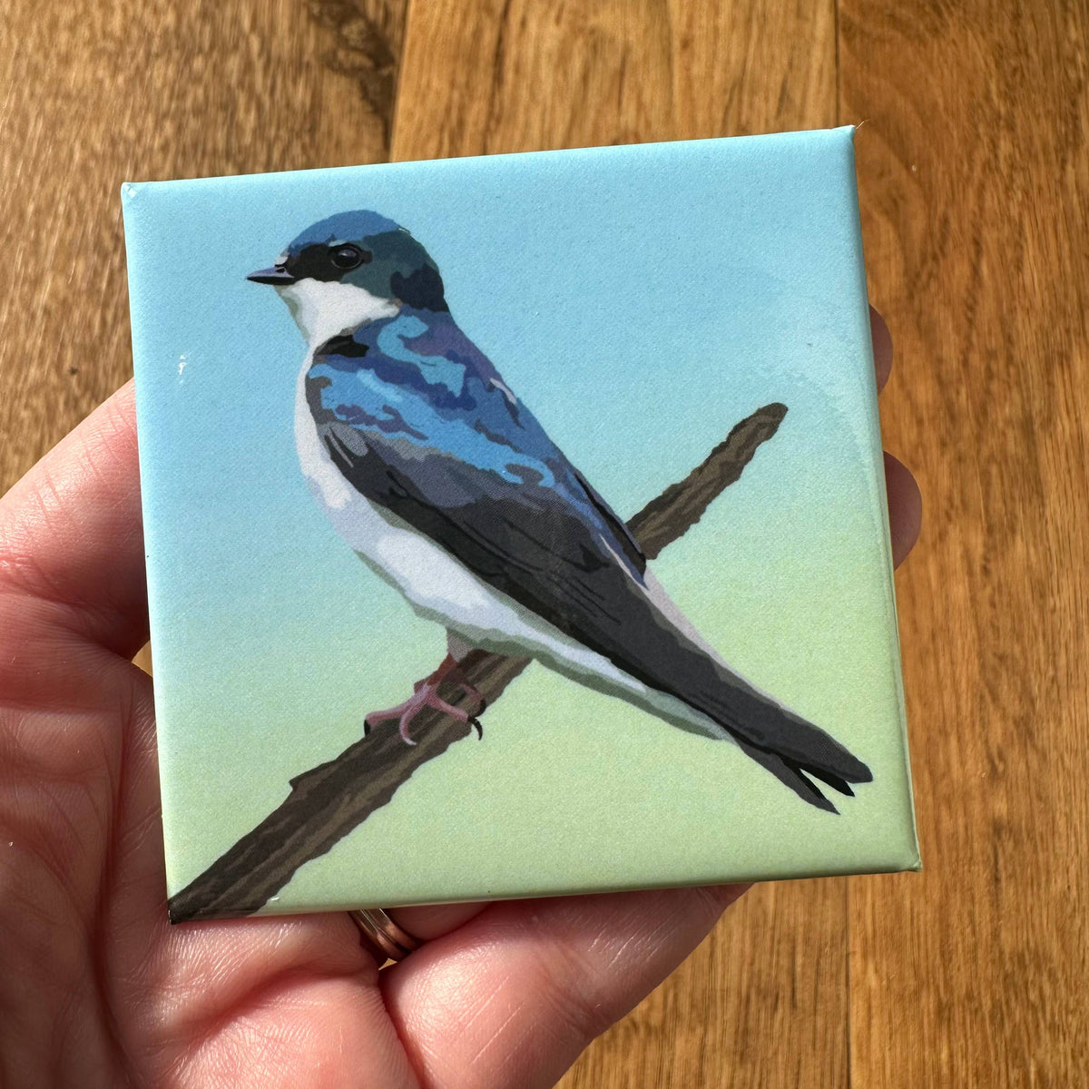 Tree Swallow Acrylic Magnet by Lehoux Art